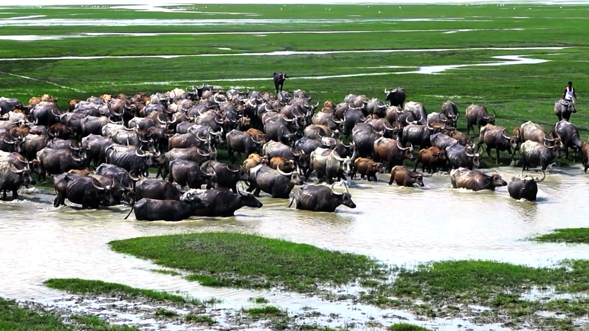 ভোলায় মহিষ পালন, ঐতিহ্যের ধারাবাহিকতায় অর্থনৈতিক পুনর্জাগরণ