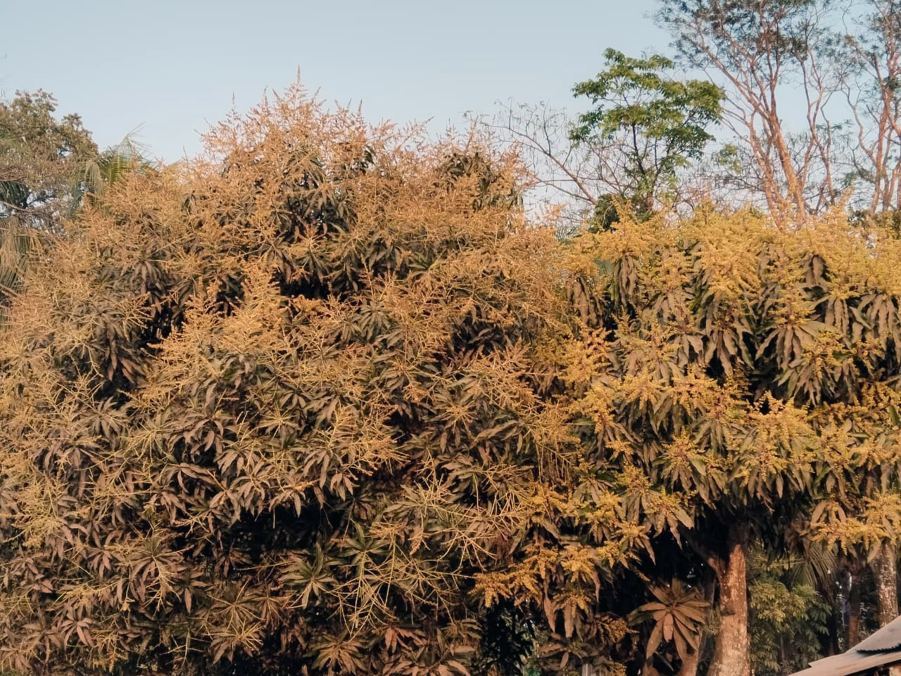 আমের মুকুলের ঘ্রানে ভরে উঠেছে লালমোহনের বাগানগুলো