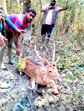 মনপুরায় মায়াবি হরিণ উদ্ধার, অতপর বনে অবমুক্ত