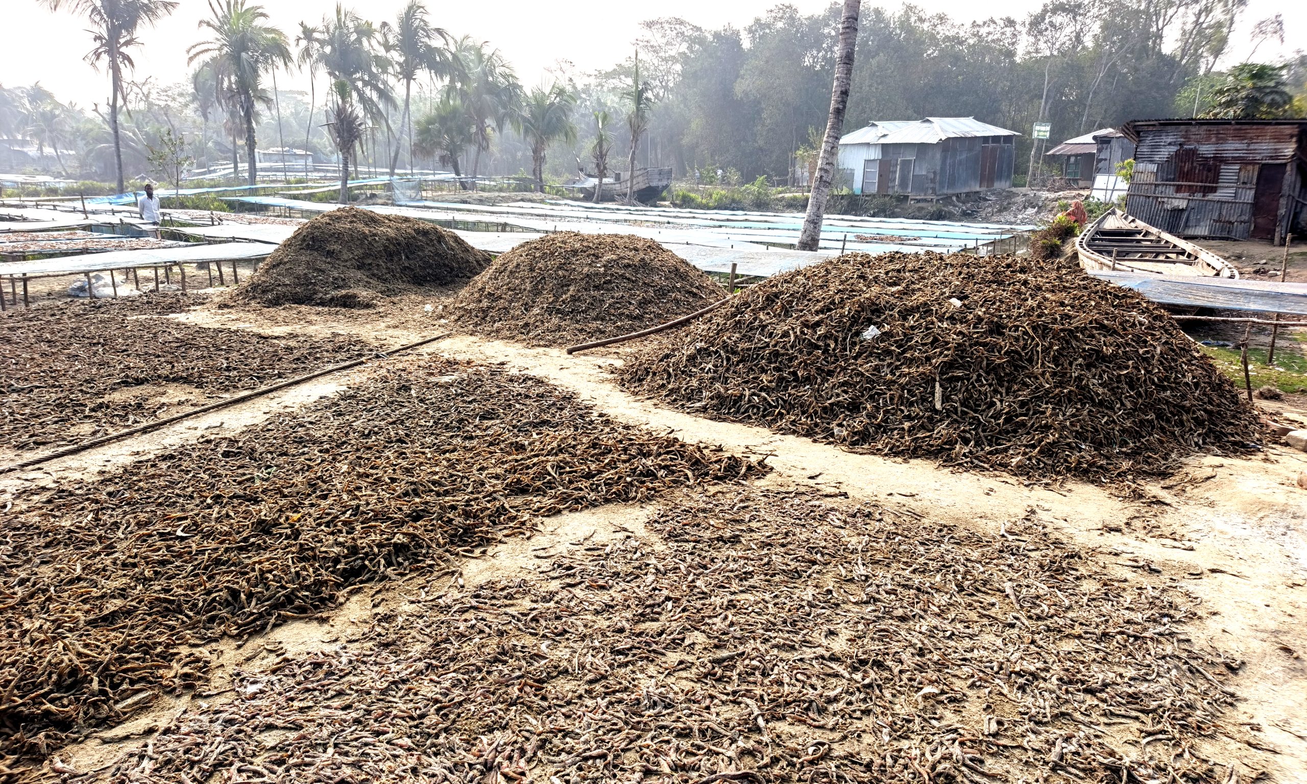 চরফ্যাশনের চরে শুঁটকির কর্মযজ্ঞ, স্বপ্ন বুনছে উপকূলের মানুষ