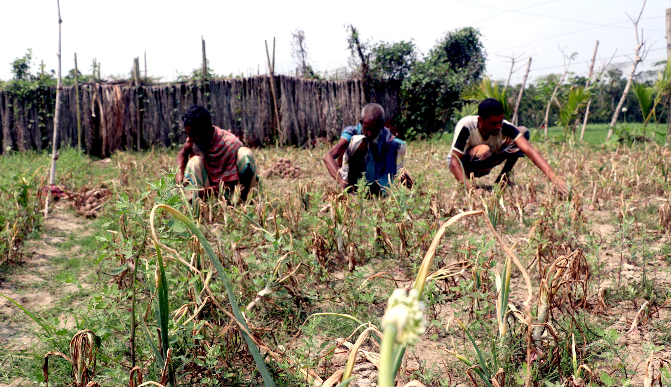 ভোলায় জনপ্রিয় হচ্ছে পেঁয়াজ চাষ, ভালো ফলনে কৃষকের মুখে হাঁসি