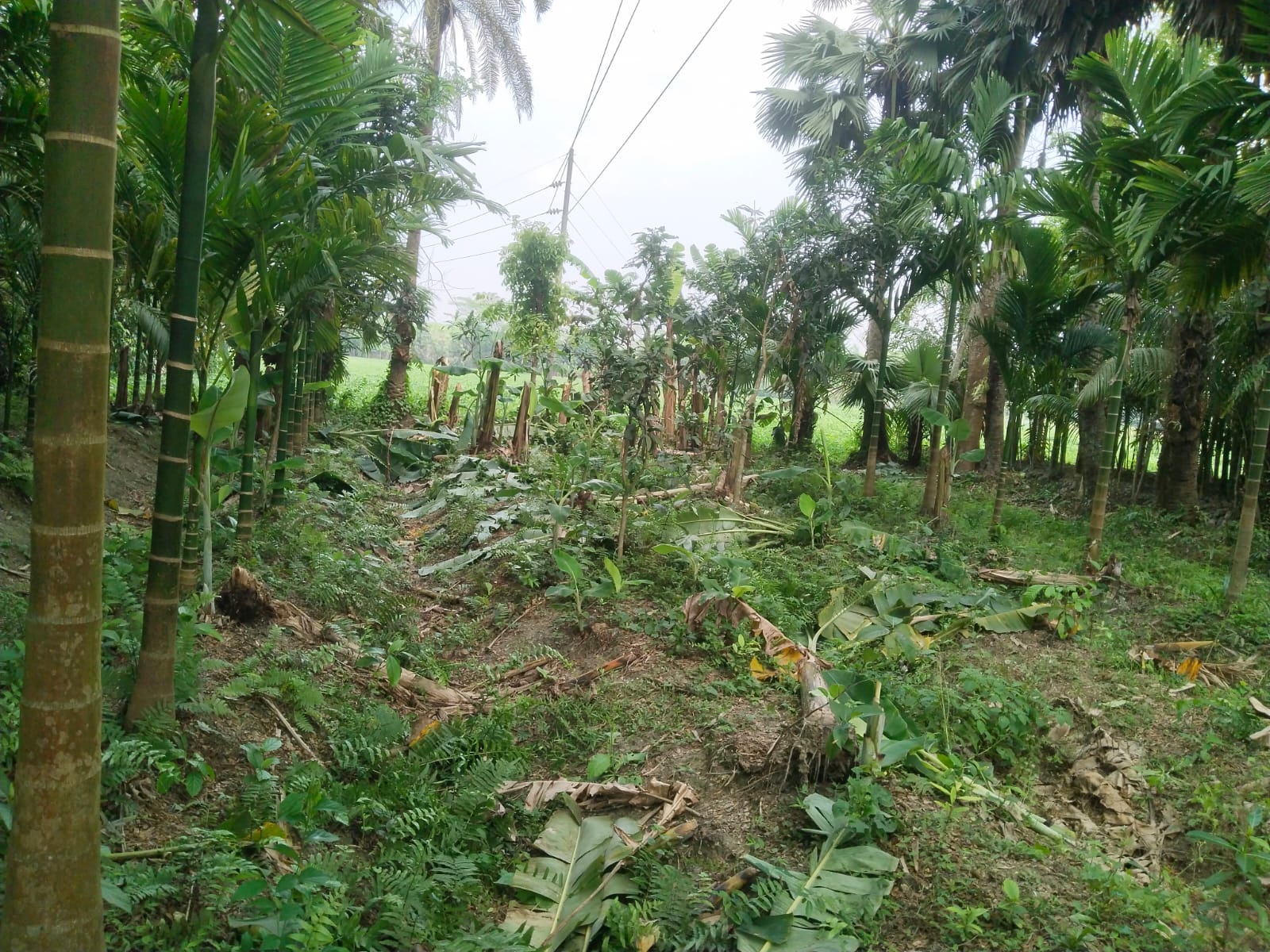 ভোলায় আদালতের নিষেধাজ্ঞা অমান্য করে গাছ কাটার অভিযোগ, উত্তেজনা এলাকায়