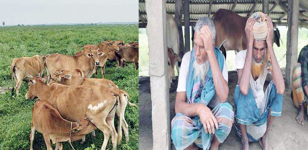 ভোলায় গরু চুরিতে দিশেহারা চরবাসী, এক রাতেই নিঃস্ব কৃষক