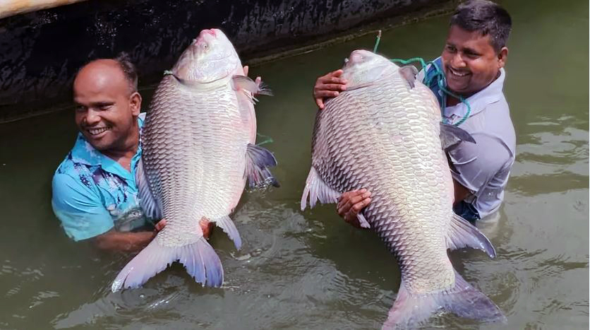 পদ্মার কাতল ৮৬ হাজার টাকায় বিক্রি, কিনলেন শিল্পপতি