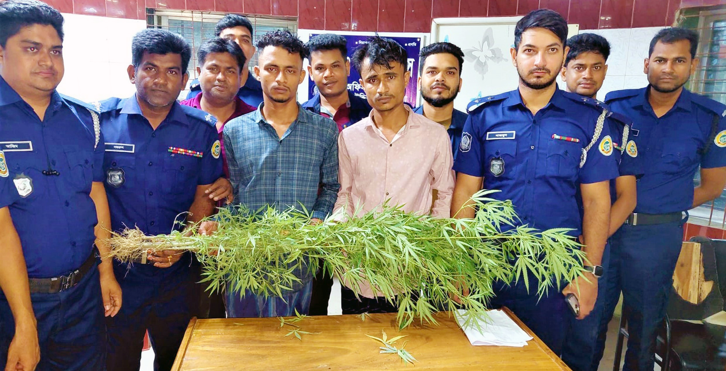 বোরহানউদ্দিনে ৪টি গাঁজা গাছসহ সহোদর আটক