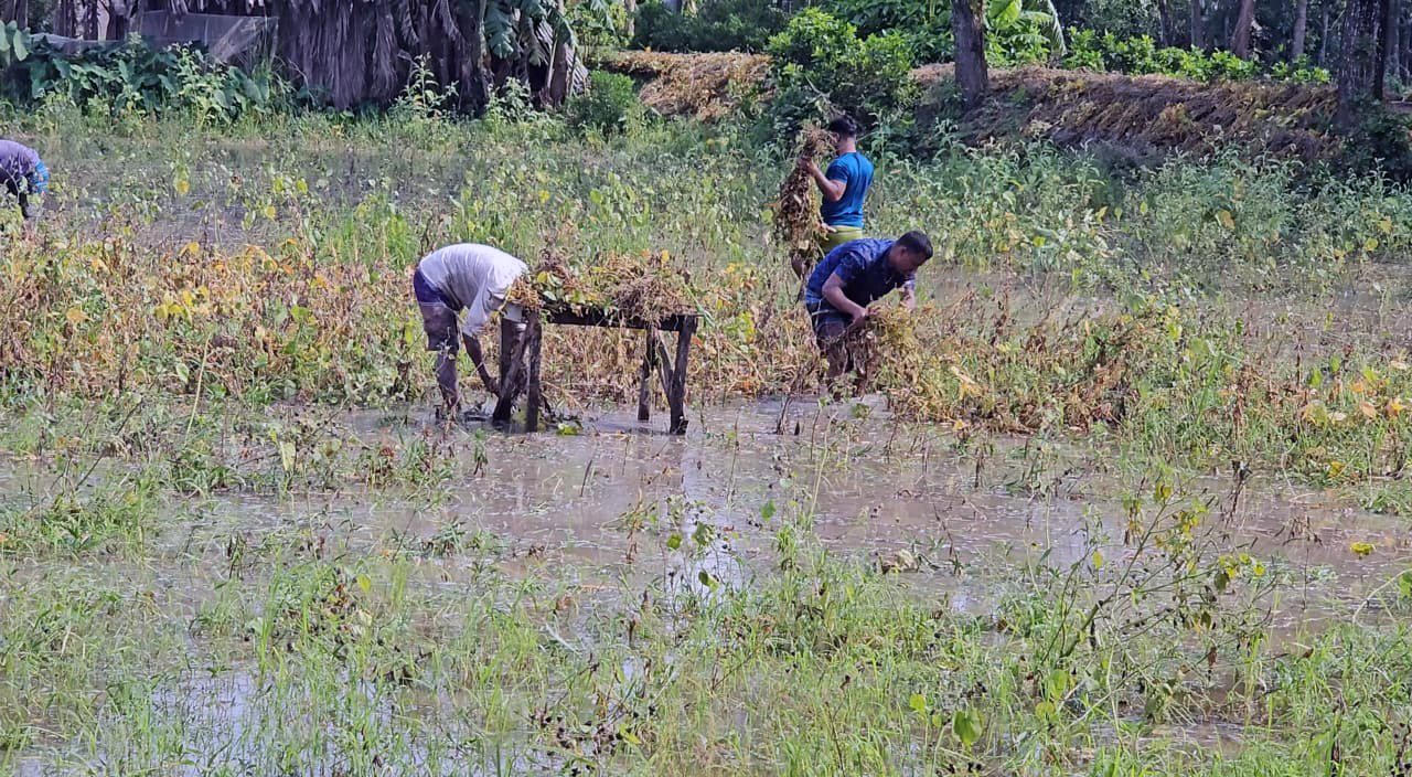 ঝড়-বৃষ্টিতে ভোলায় রবি শস্যের ব্যাপক ক্ষতি, দিশেহারা কৃষক