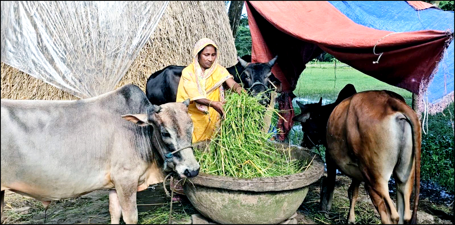 কোরবানির হাটকে ঘিরে ভোলার নারী উদ্যোক্তাদের অপেক্ষা