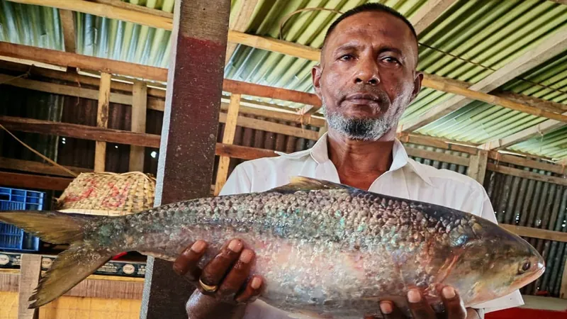 মনপুরায় জেলের জালে বিরল রাজা ইলিশ, দাম ৯ হাজার
