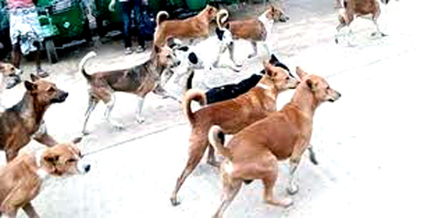 লালমোহনে বেওয়ারিশ কুকুরের কামড়ে ২ দিনে আক্রান্ত-২০