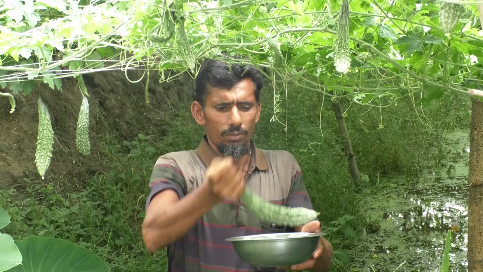জলাবদ্ধ জমিতে সবুজের বিপ্লব, সর্জান পদ্ধতিতে বদলে যাচ্ছে ভোলার কৃষির চিত্র