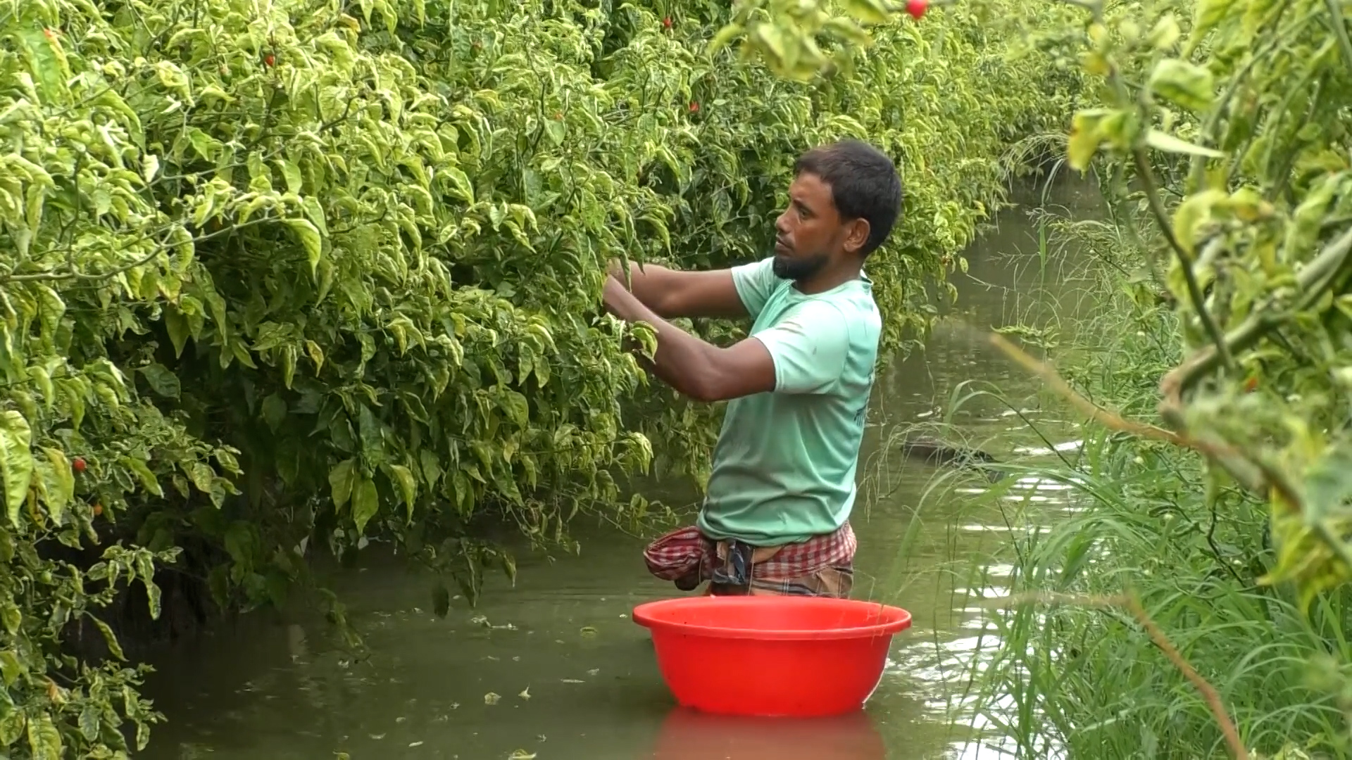 ভোলায় দিন দিন জনপ্রিয় হচ্ছে নাগা মরিচের চাষ, সফলতা দেখে আগ্রহী নতুন উদ্যোক্তারা