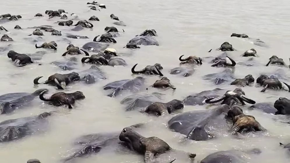 অস্বাভাবিক জোয়ারে ভোলায় ভেসে গেল দুই শতাধিক মহিষ, পানিবন্দি শতাধিক পরিবার