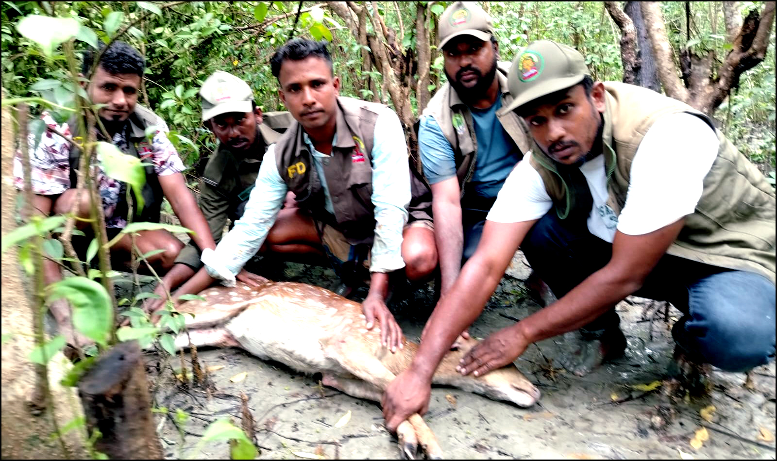 মনপুরায় লোকালয় থেকে চিত্রা হরিণ উদ্ধার, বনাঞ্চলে অবমুক্ত