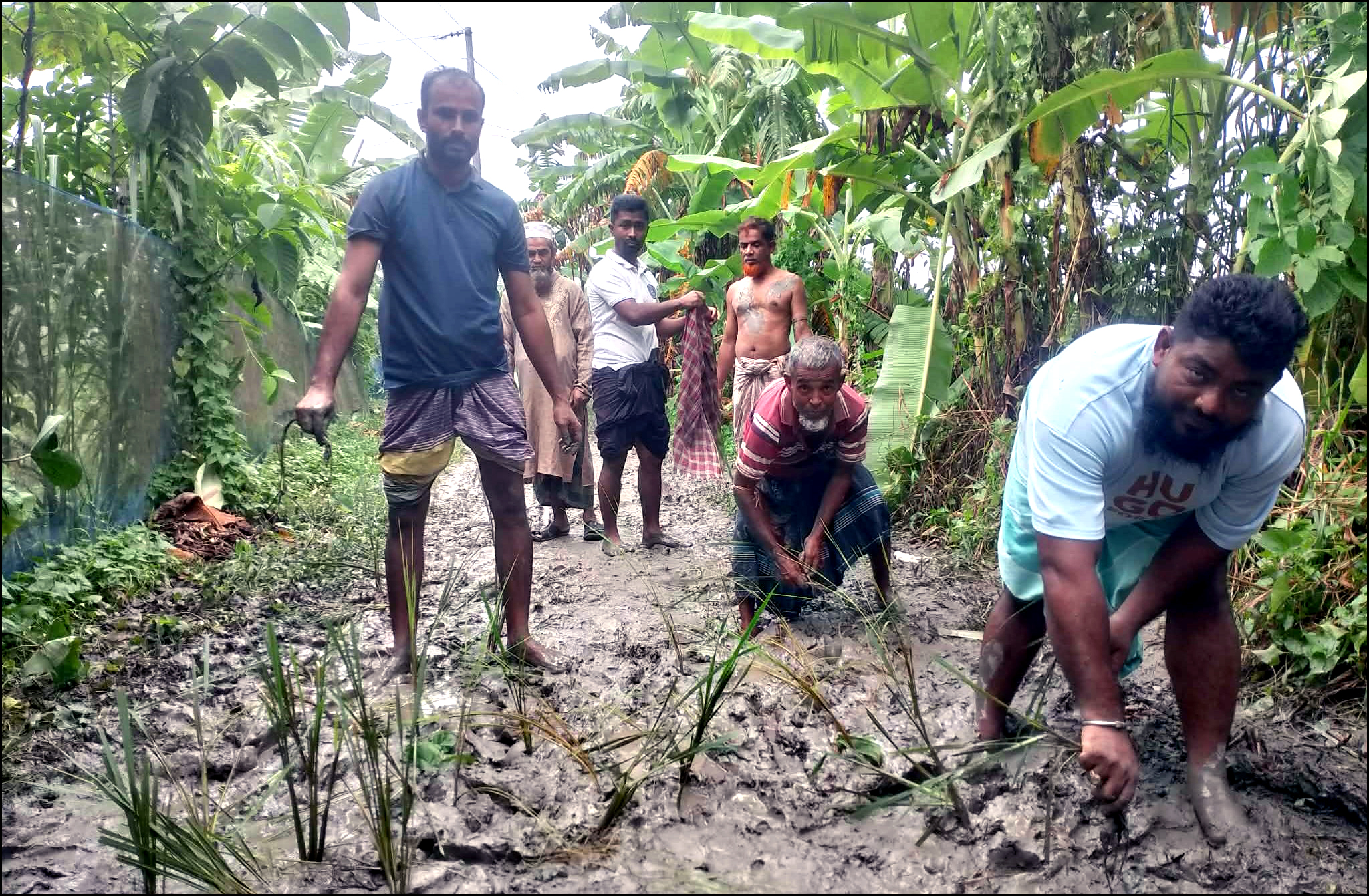বোরহানউদ্দিনে রাস্তা পাকাকরণের দাবীতে সড়কে ধানের চারা রোপণ