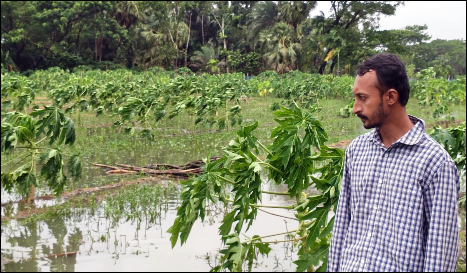 টানা বৃষ্টিতে মাটিতে মিশল চরফ্যাশনের তরুণ উদ্যোক্তা ফাহাদের স্বপ্ন
