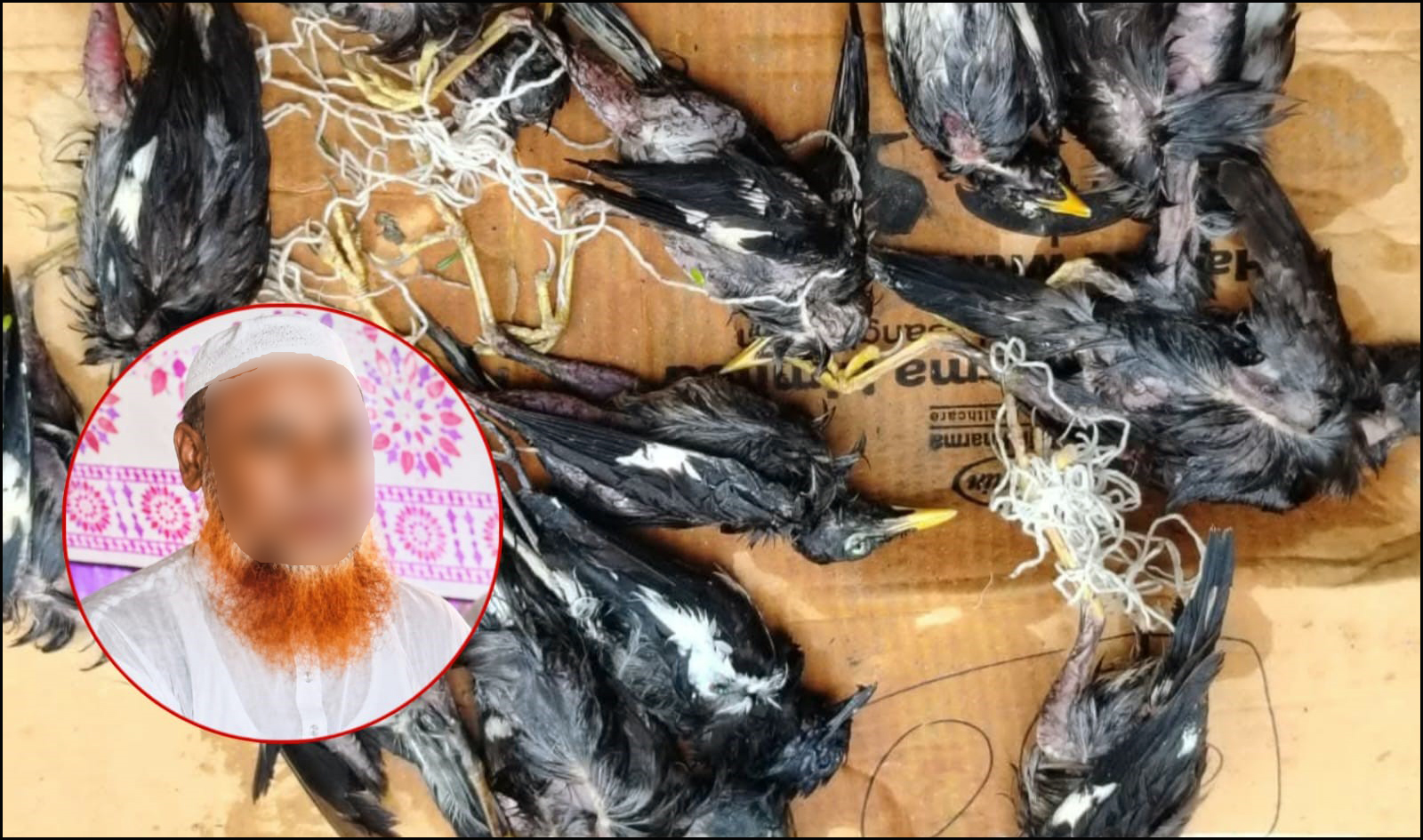 পাখি মে/রে পৌচাশিক আনন্দ পান লালমোহনের জামাল
