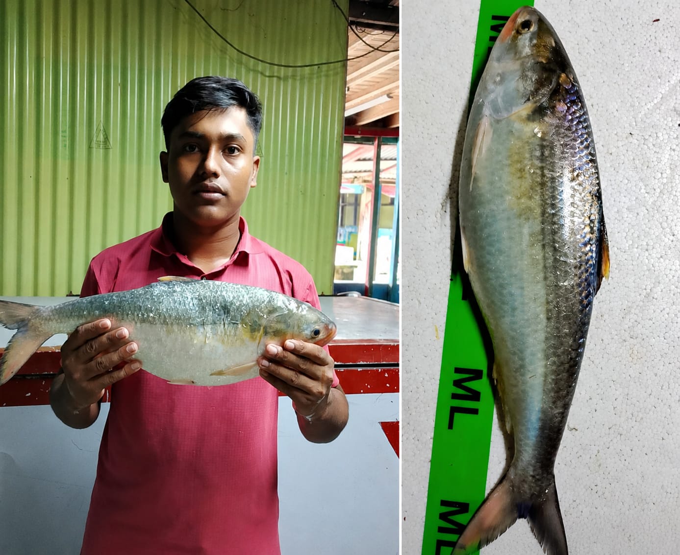 মনপুরায় জেলের জালে ২ কেজির ইলিশ, বিক্রি ৯ হাজার টাকায়