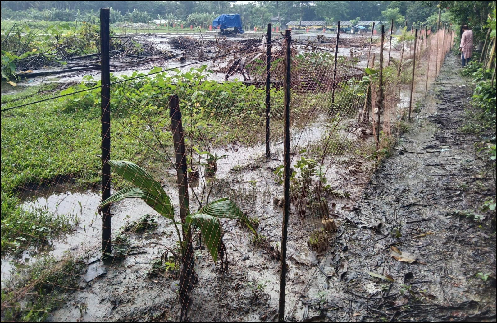 আট পরিবারের চলাচলের রাস্তায় এবং হেলিপ্যাডের উপর গাছের চারা লাগালেন লালমোহন পৌর প্রশাসক