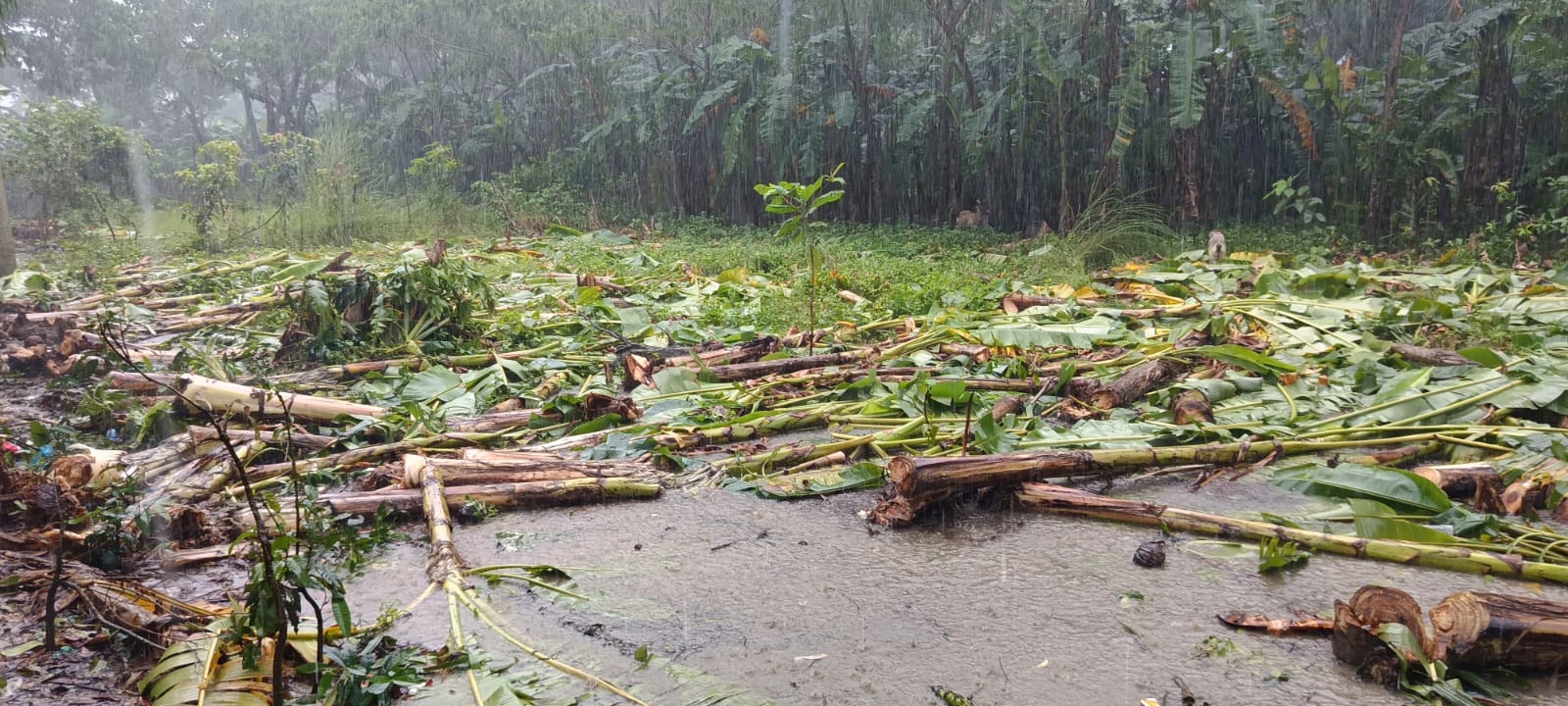 ভোলার পাঙ্গাশিয়ায় প্রায় এক একর জমির ফলদ ও বনজ বৃক্ষ কেটে নিয়েছে দূর্বৃত্তরা