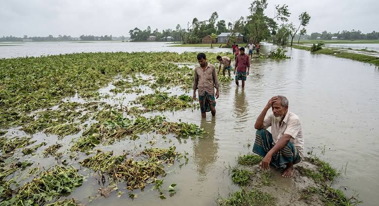 ভোলায় ধারাবাহিক বর্ষনে পানিতে ফসল নষ্ট, কয়েক কোটি টাকার ক্ষতি